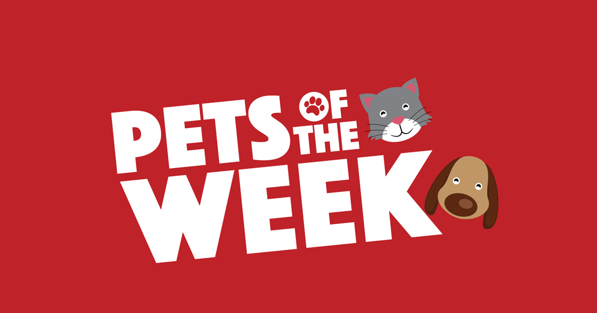 Hawkesbury Companion Animal Shelter