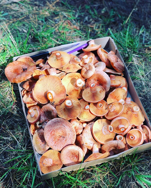 permaculture hawkesbury wild mushroom foraging