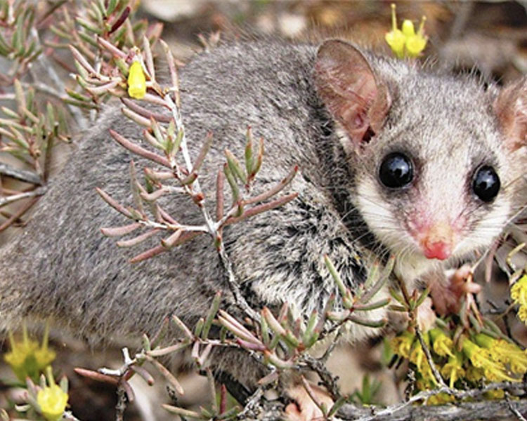 Pygmy Possum Patch Bushcare