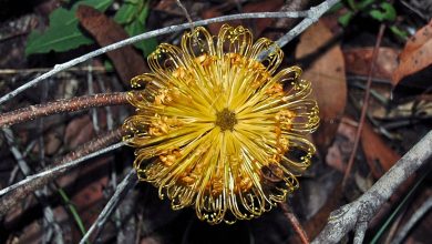 Hidden In The Hills: Hairpin Banksia