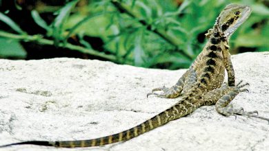 Hidden In The Hills – Eastern Water Dragon