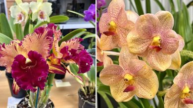 Celebrating 60 Years Of Cumberland Orchid Circle