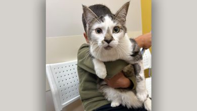 Uncovering The Hidden Dangers Of Dental Disease In Cats