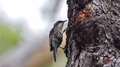 Hidden In The Hills: Your Regional Bushland Reserves