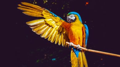 Avian Influenza In The Hawkesbury: Protecting Your Pet Birds