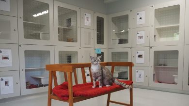 Revamp Transforms Hawkesbury Companion Animal Shelter
