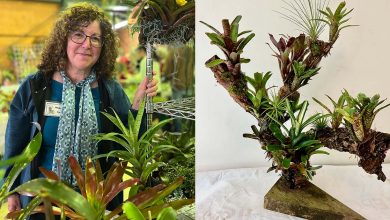 Bromeliad Society meeting at Federation Pavilion
