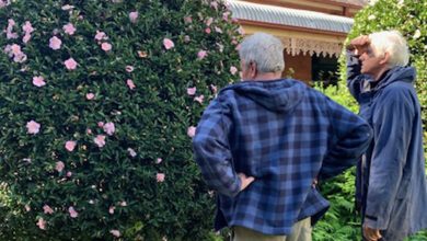 Camellia Experts Visit Netherby Homestead Garden