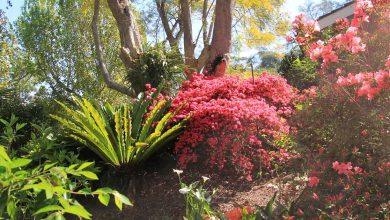 Sydney Hills Garden Competition