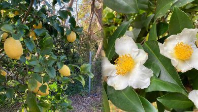 The Secret Garden’s Advice for September
