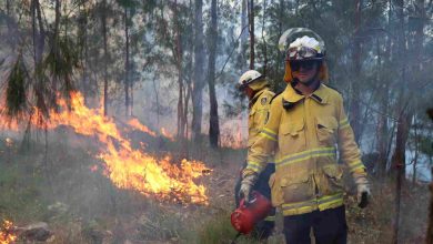 Hazard Reduction at Woods Creek Grose Wold