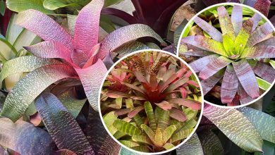Bromeliad Spring Show