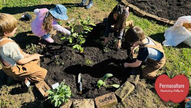school holiday programs at Permaculture Hawkesbury Valley