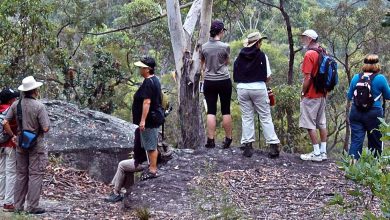 Bushwalking, Guided Bushwalks