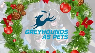 Greyhounds As Pets