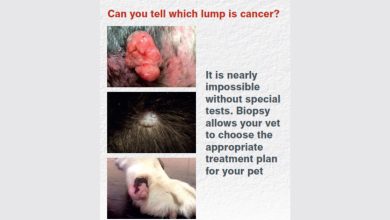 Don’t Ignore Lumps On Your Pet: Join Lump Amnesty