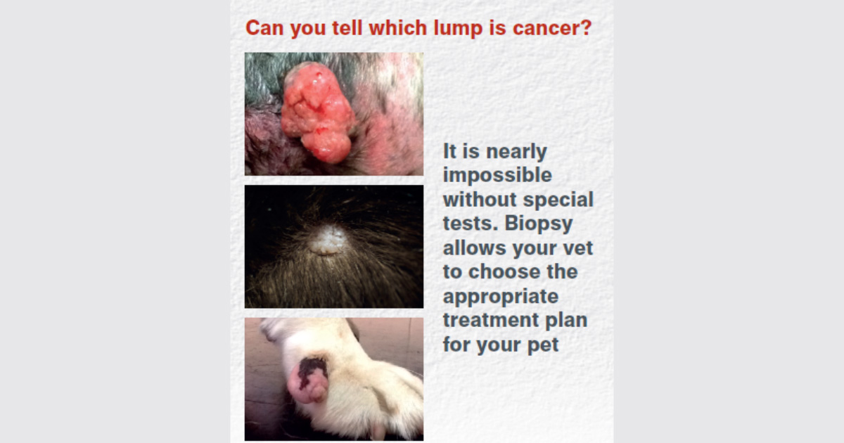 Don’t Ignore Lumps On Your Pet: Join Lump Amnesty