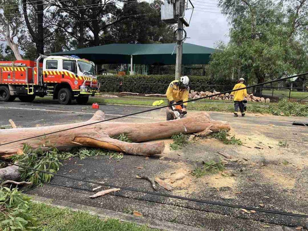 Storms downed trees at