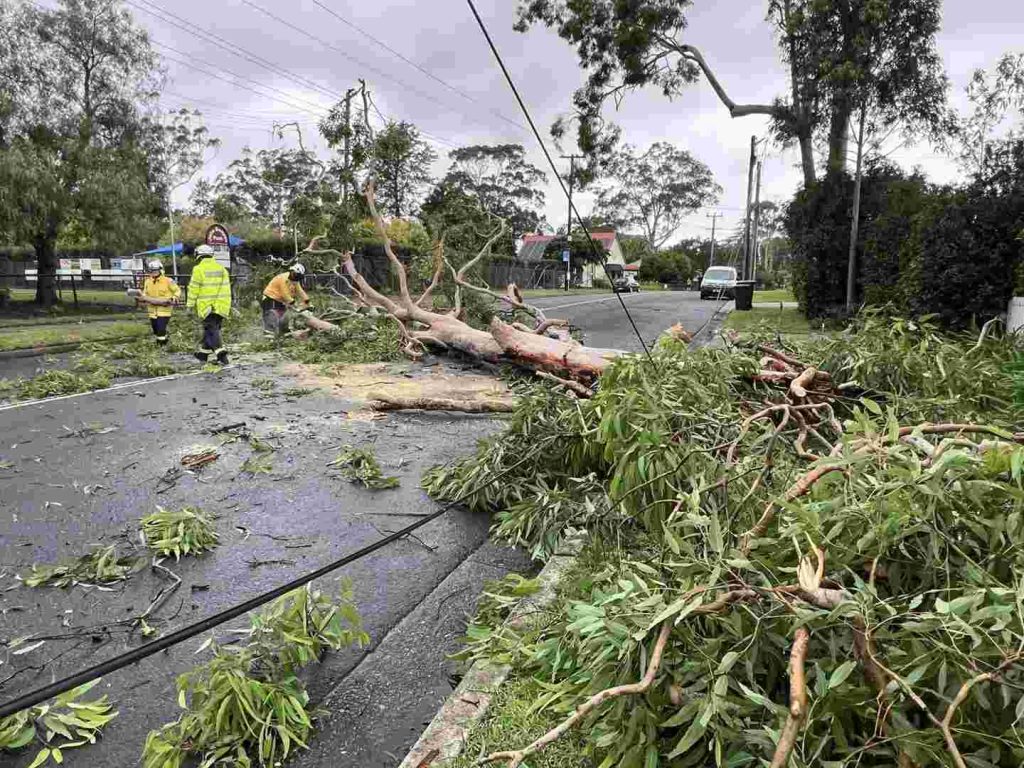 Storms downed trees
