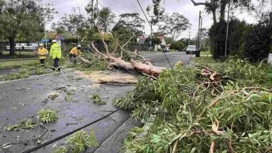 Storms downed trees