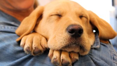 Start The Year Right: Veterinary Care For Your New Puppy