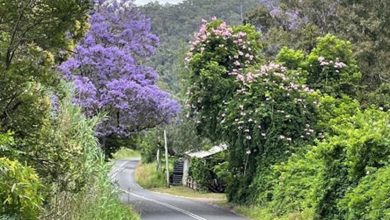 Celebrate Australia Day At St Albans Village Market