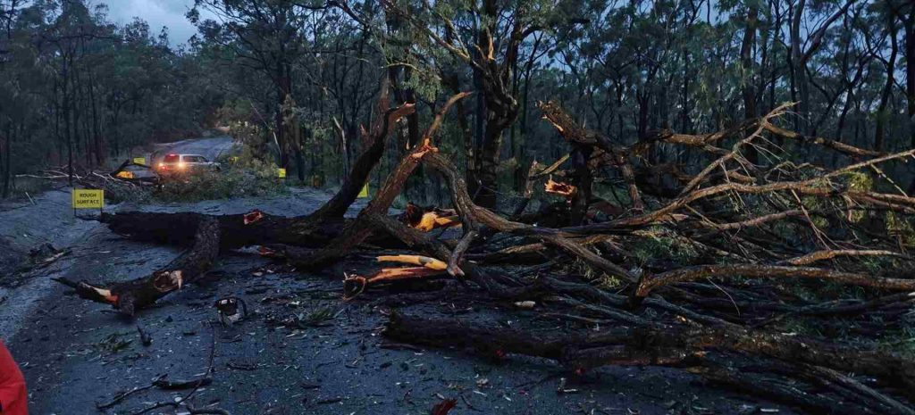 Storms downed trees in Packer Road