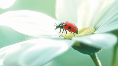 Beautiful Christmas Beetle