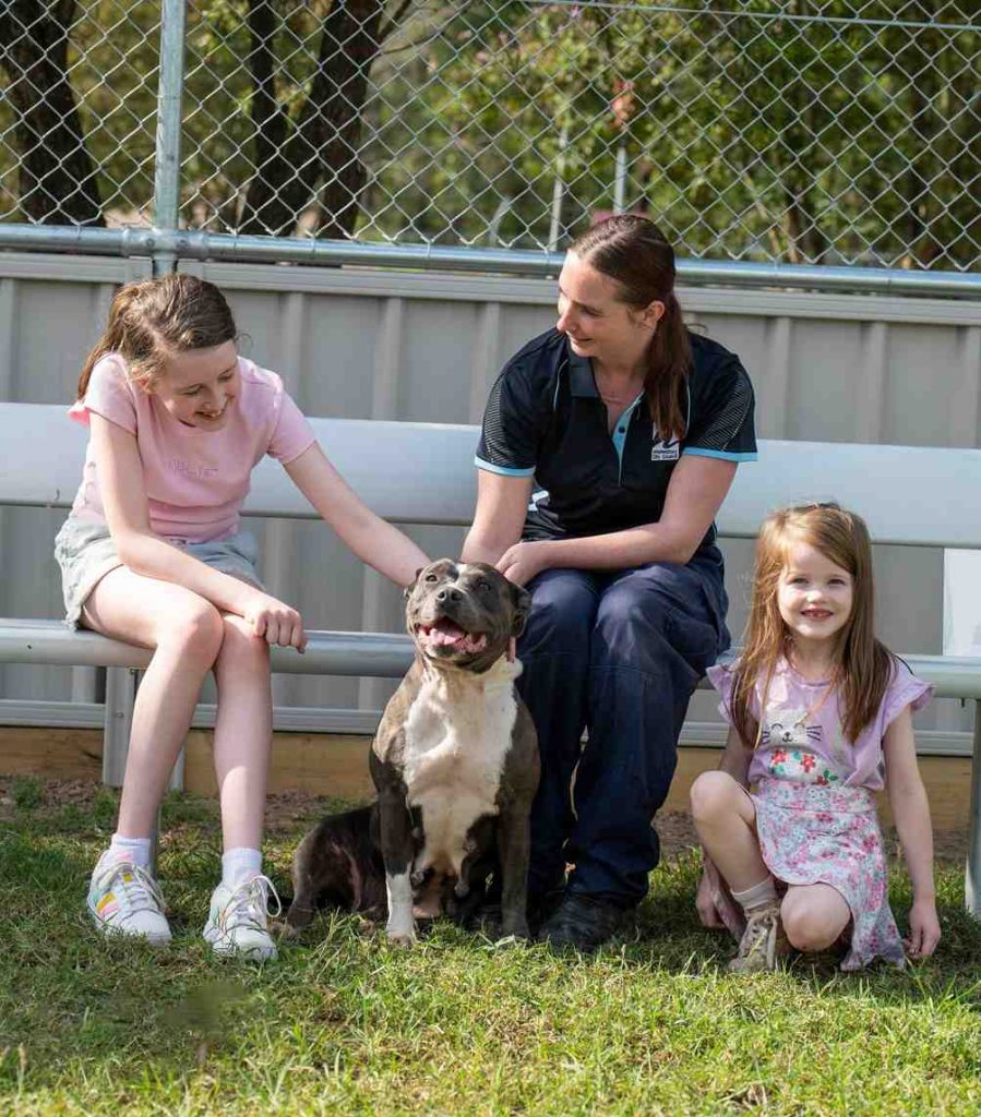 Free microchipping for dogs