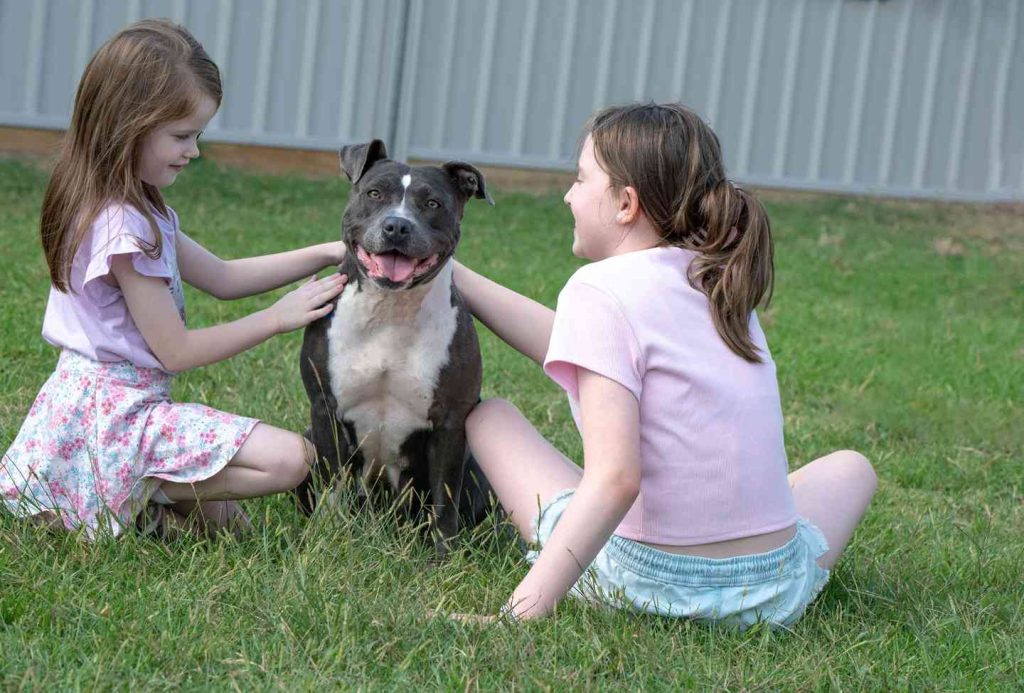 Free microchipping for dogs