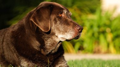 Wellness Blood Tests and Regular Health Checks for Our Senior Pets