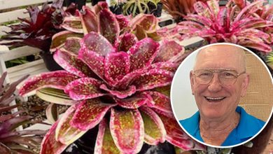 Bromeliad Society of Australia: Watering System for Bromeliads