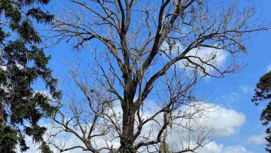 Tree Removal at McQuade Park
