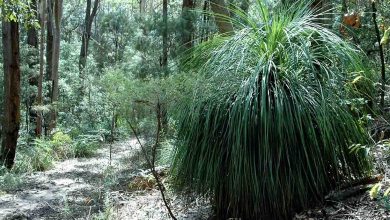 Hidden in the Hills: Forest Grass Tree