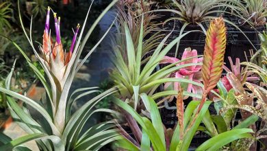 The Bromeliad Autumn Show