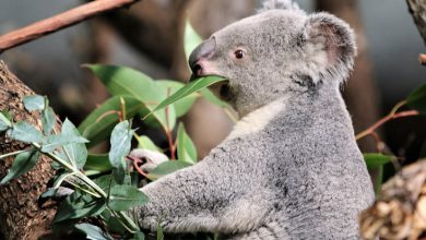 Koala Management Strategy: First Step Complete