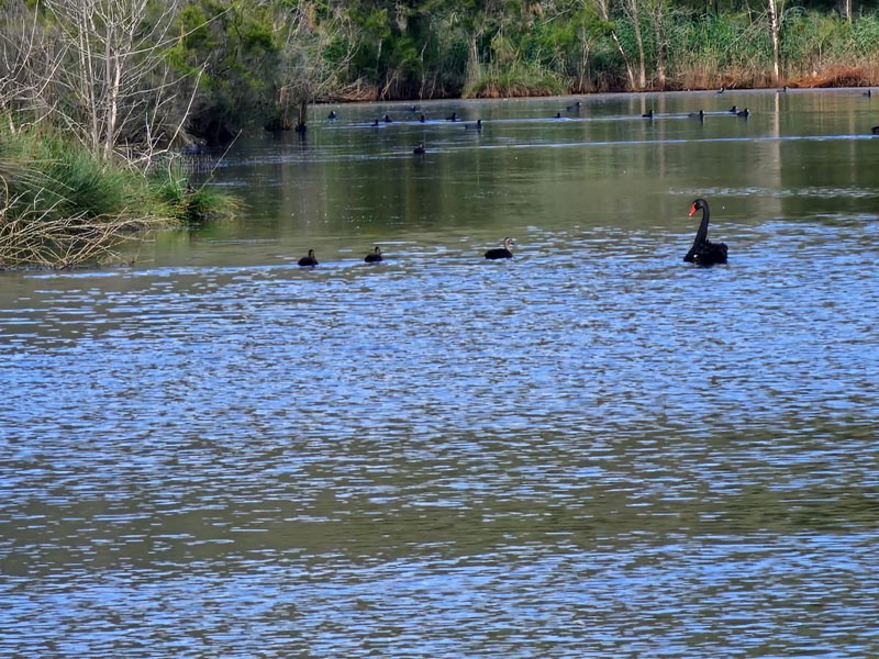 One Tree Reach Wetland