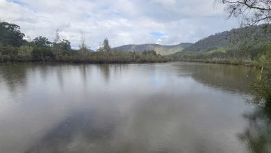 One Tree Reach Wetland