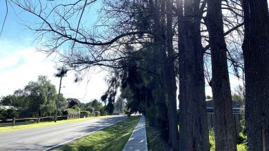 Essential Casuarina Trees Removal At Pitt Town
