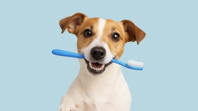 Dental Problems: Stop Risky Pain For Your 4-Legged Friend