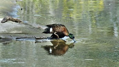Hidden In The Hills Water Birds