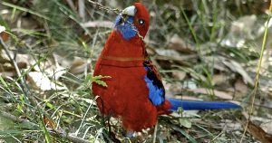Wildlife Rescue: Best Food Project Gains Council Support