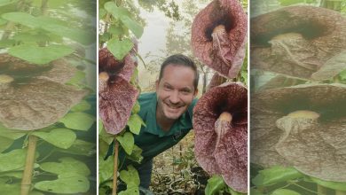 Australian Natives With Mark Massey - July 12th, Castle Hill