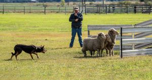 Sheepdog Trials 2025