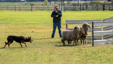 Sheepdog Trials 2025